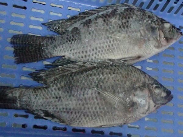 Offer China Frozen Black Tilapia Fish Gutted and Scaled _Oreochromis Niloticus_ for sale